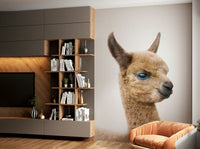 Baby llama looking calm and cute

