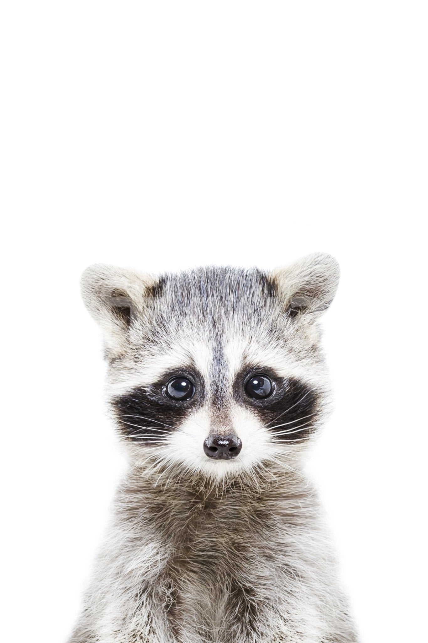 Cute animal mural with baby raccoon in forest setting

