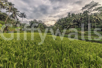 Bali Harvest Wall Mural