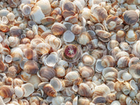 Peaceful beach treasures mural for beach-themed spaces.

