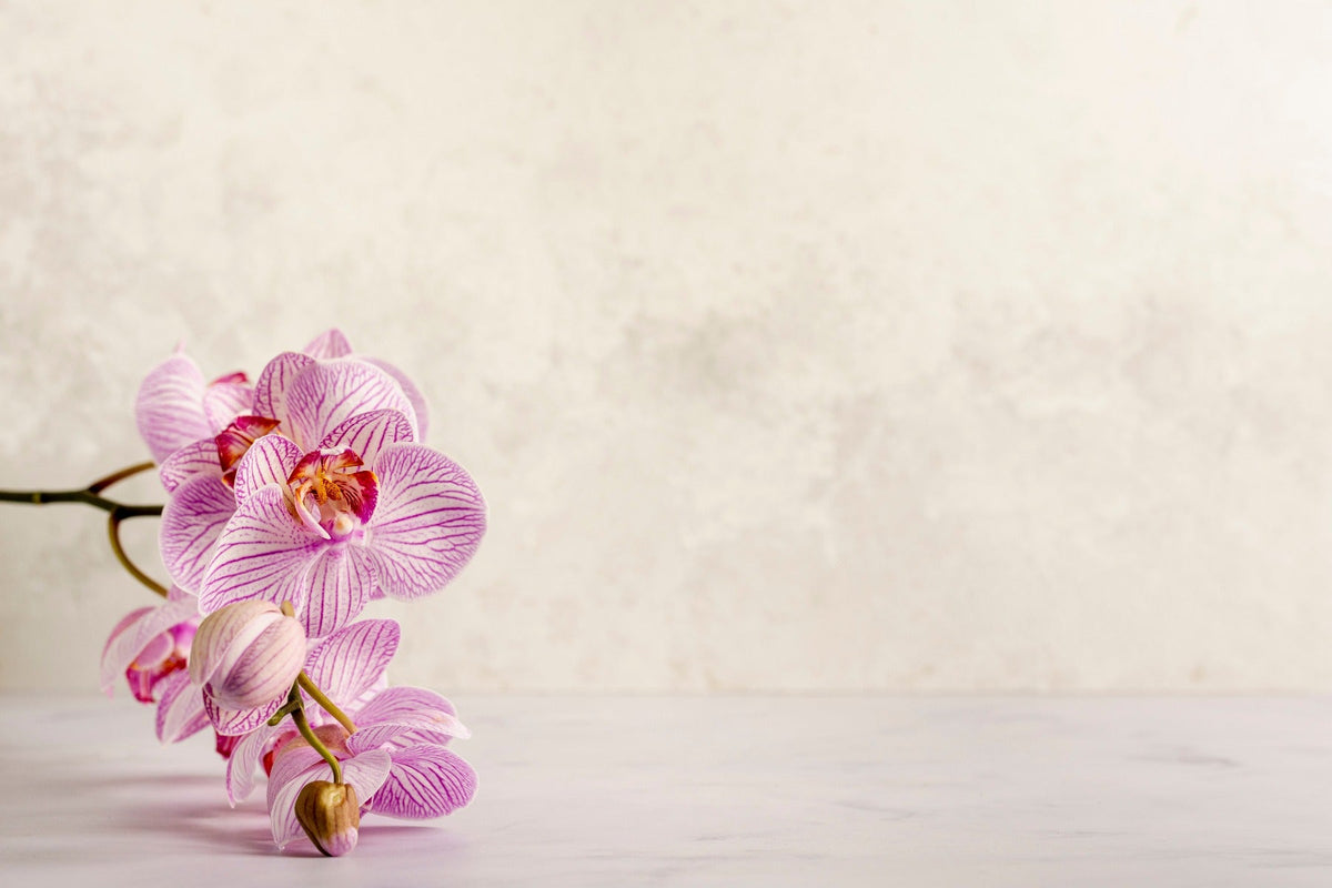 Spa Flower Wallpaper Mural in your room — zoomed