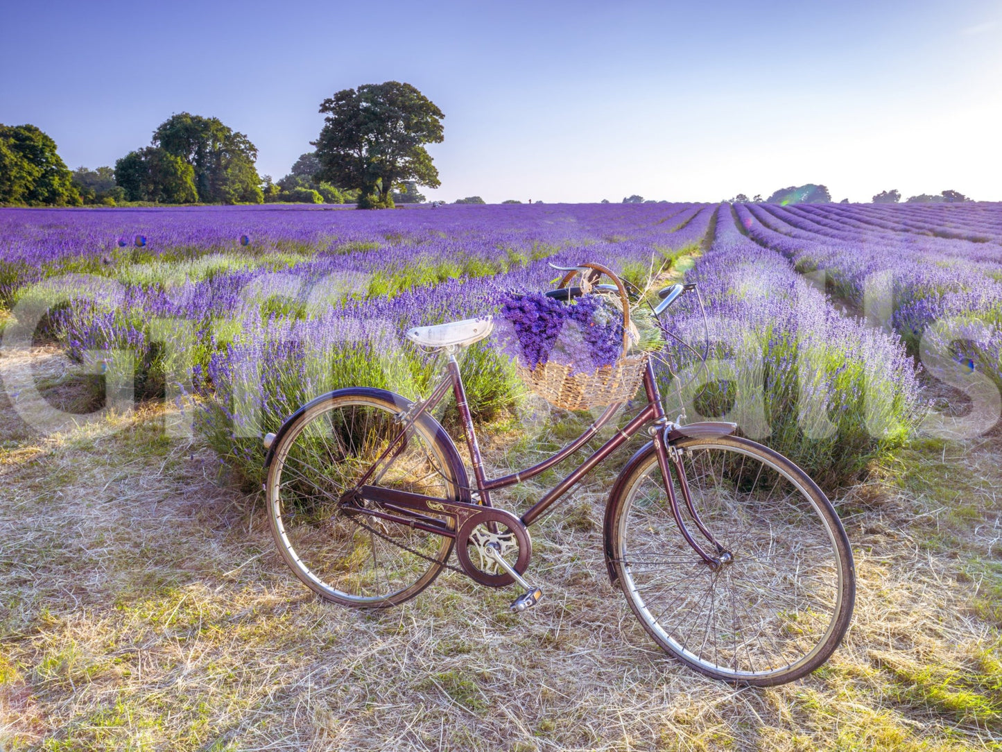 Soft purple bicycle wallpaper for a serene home interior design.