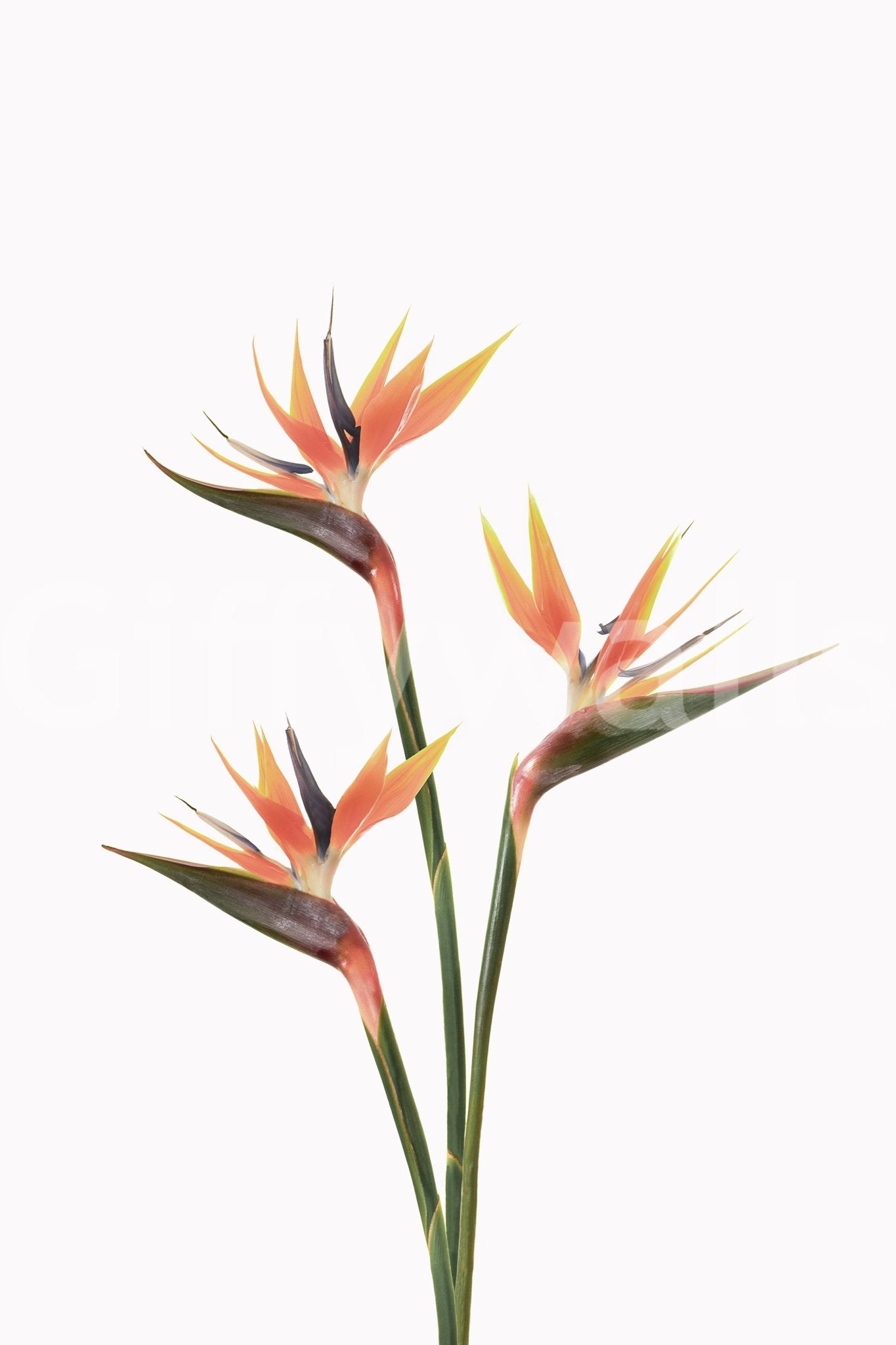 Statement wall mural with bird of paradise blooms

