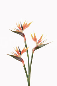 Statement wall mural with bird of paradise blooms

