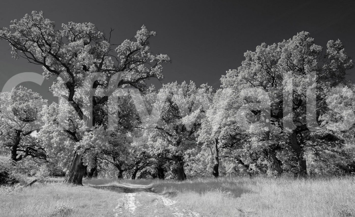 The Majestic Trees mural gives the space a classic and natural feel.

