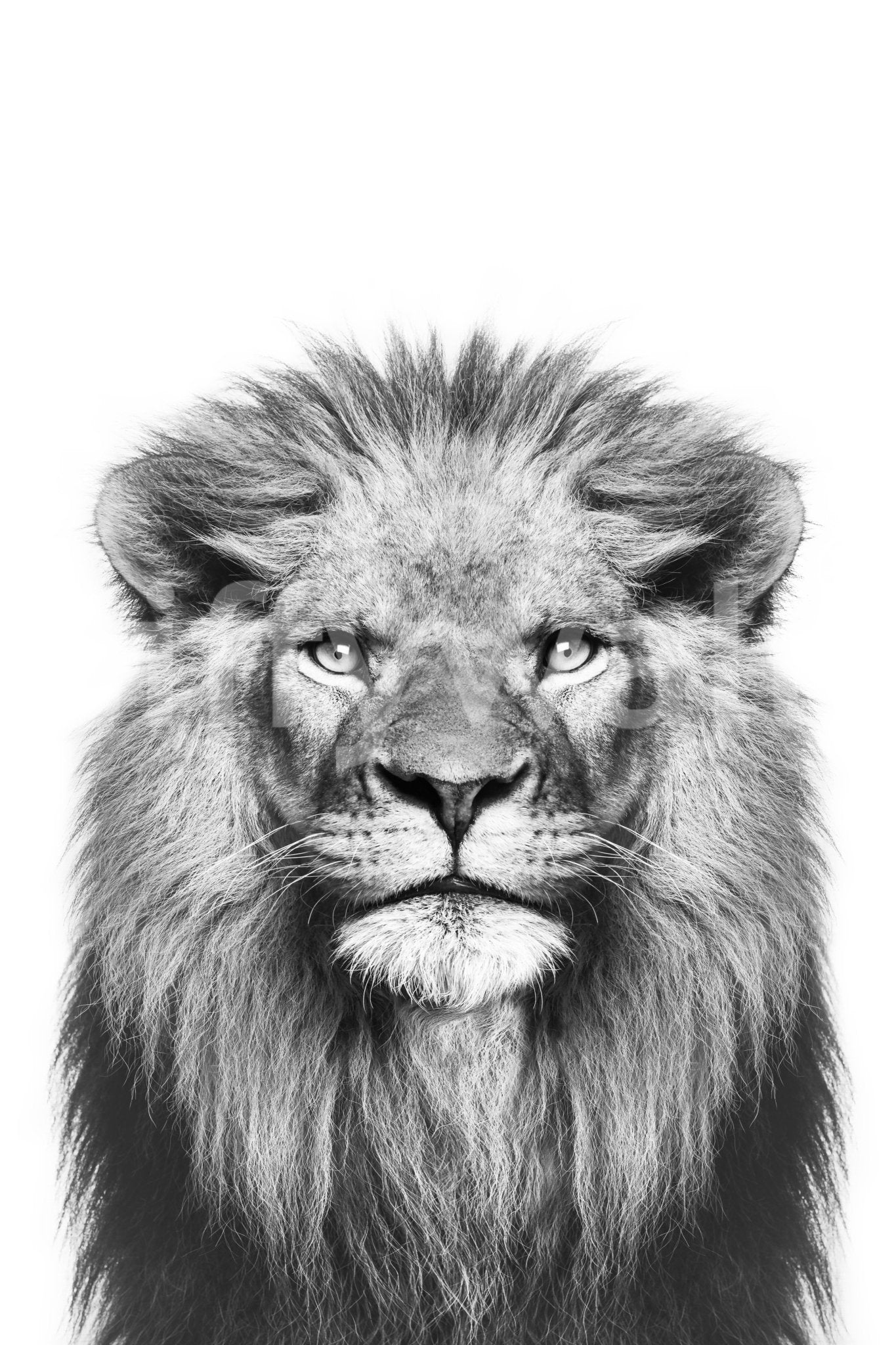 Monochrome jungle king photo GD311