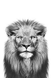 Monochrome jungle king photo GD311