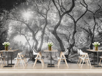 Black & White Natural Olive Groves Forest Wallpaper - Giffywalls A238