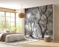 Black & White Natural Olive Groves Forest Wallpaper - Giffywalls A238