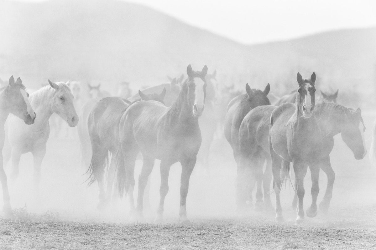 Black White Seven Horse Wallpaper Murals in your room — zoomed