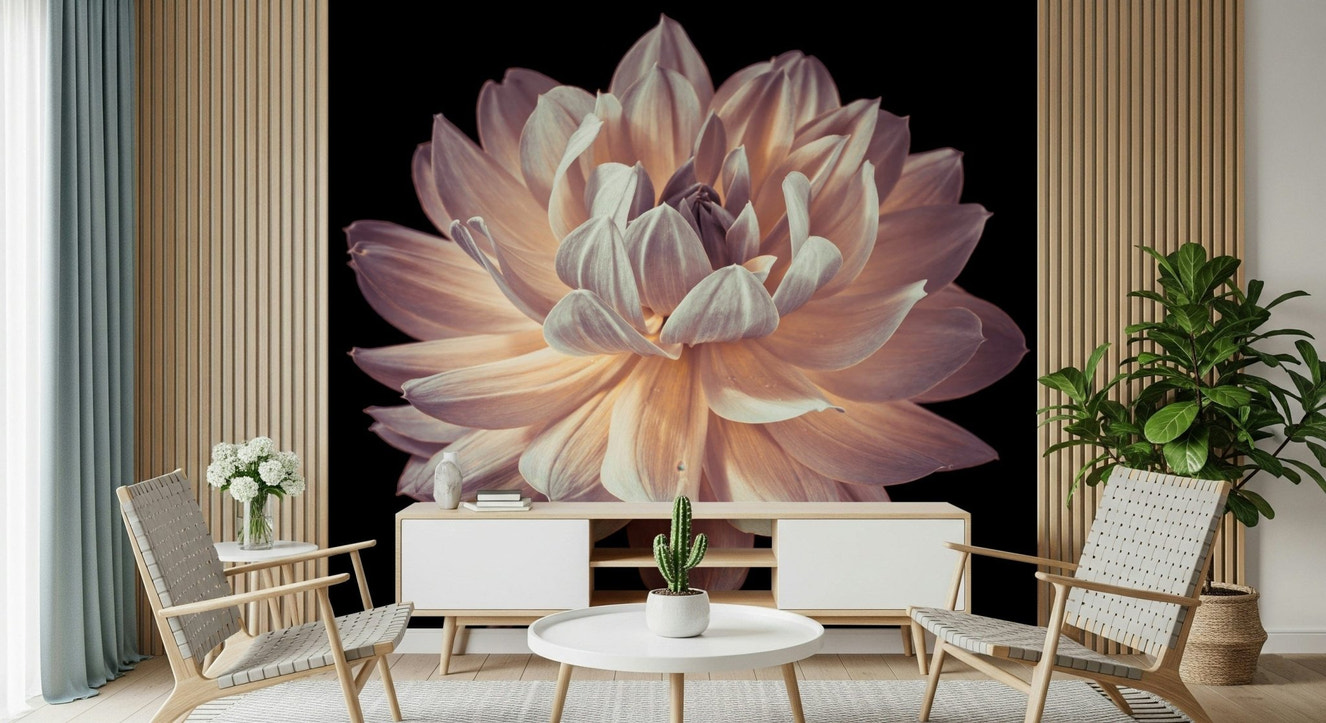 Large single flower head on Blooming Dahlia Wall Mural dark background.