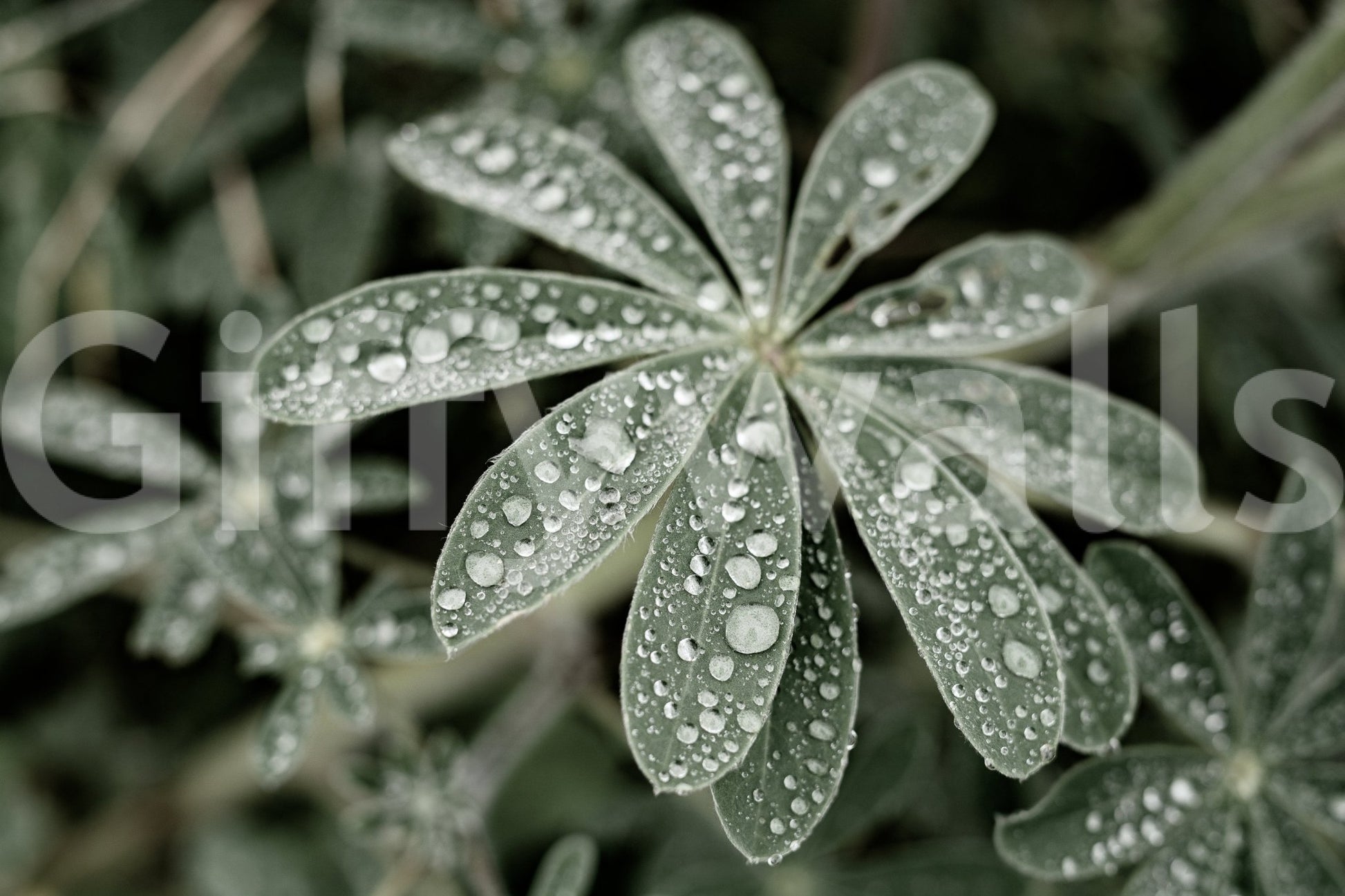 A high-quality serene botanical wall mural for walls., GD4773