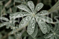 A high-quality serene botanical wall mural for walls., GD4773