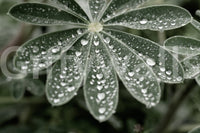 A high-quality serene field wall mural for walls.

