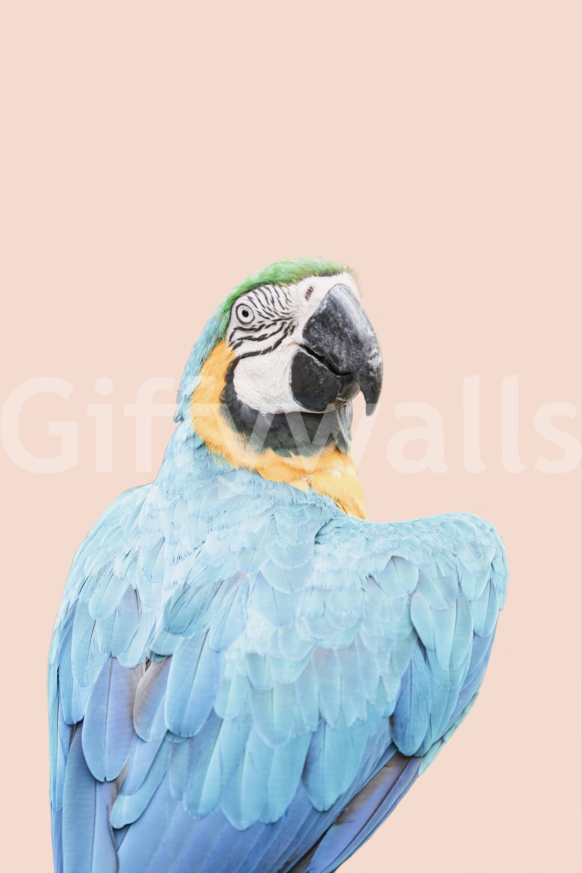 Blue tropical parrot wall mural for bold interiors

