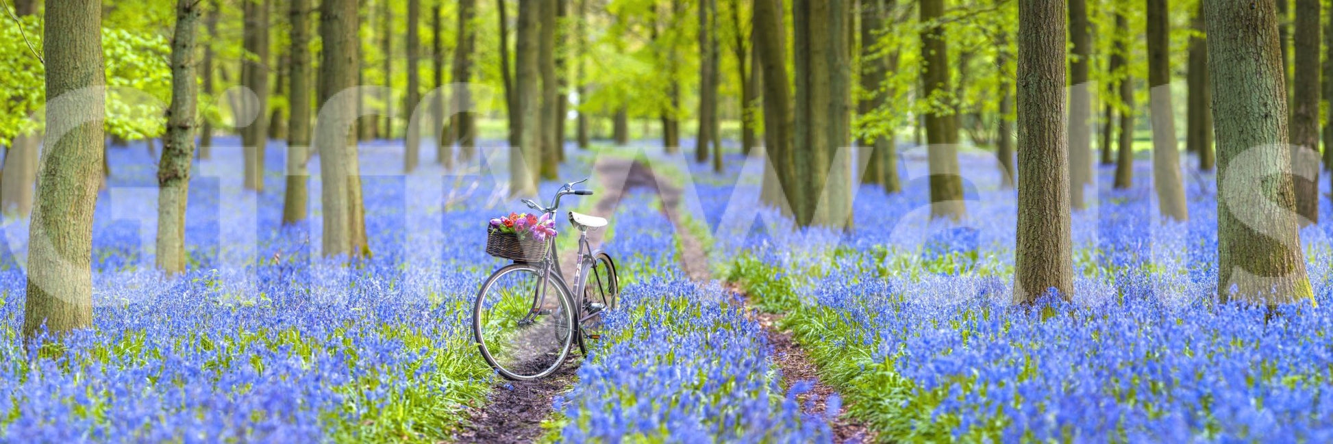 Dreamy bluebells and bicycle design for home decor

