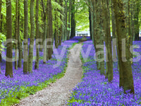Bluebell Trail wallpaper mural Shady trees border a flower path.