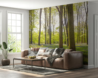 Sun shining through trees on Bluebell Woods Wall Mural print.