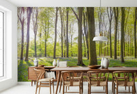 Tall tree trunks and sunlight on Bluebell Woods Wall Mural.