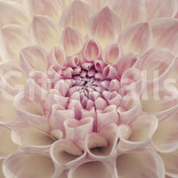 High-quality Blush Bloom wall mural for a luxury residence décor.