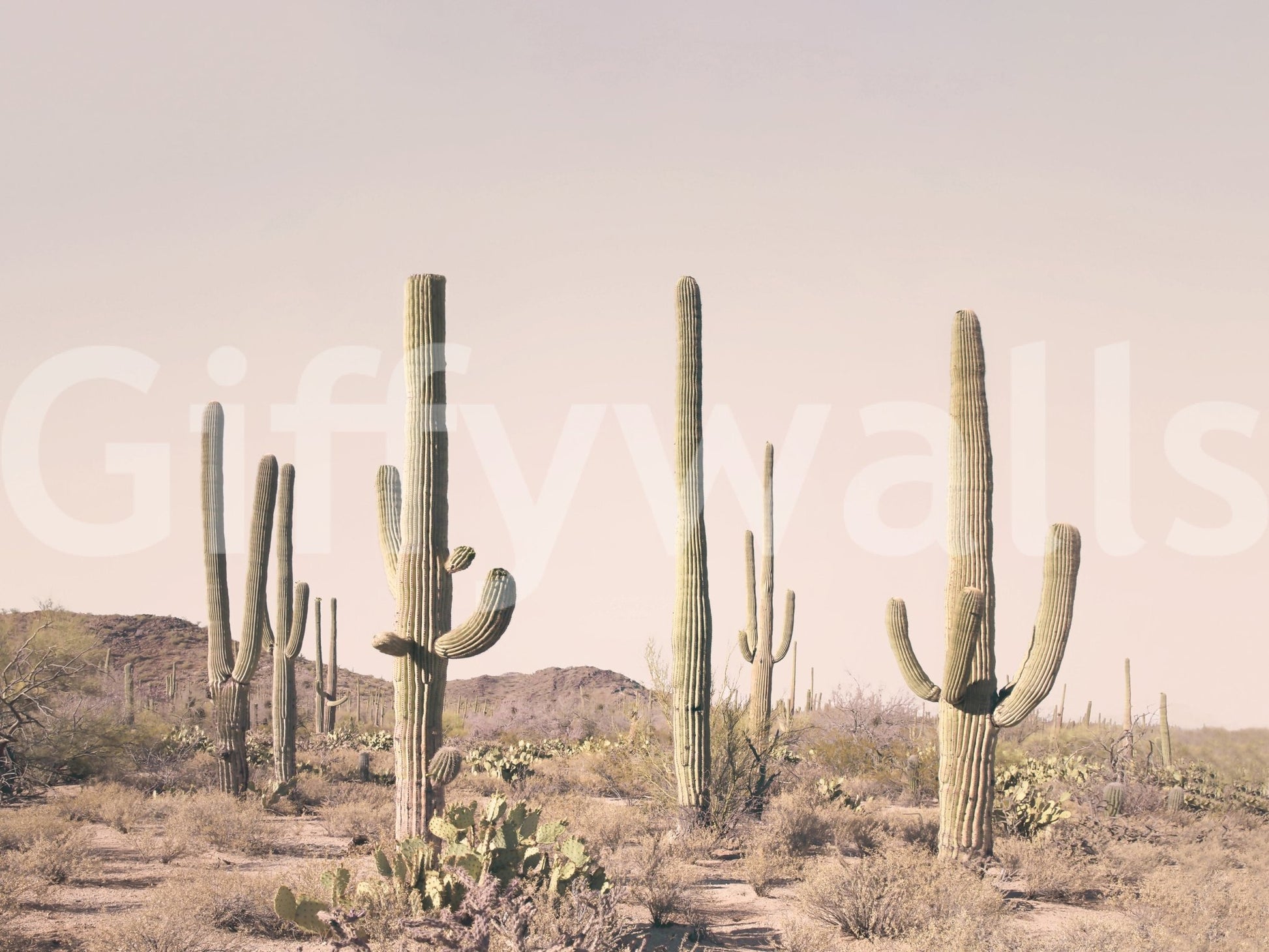 Pastel cactus field mural for a calm, modern space

