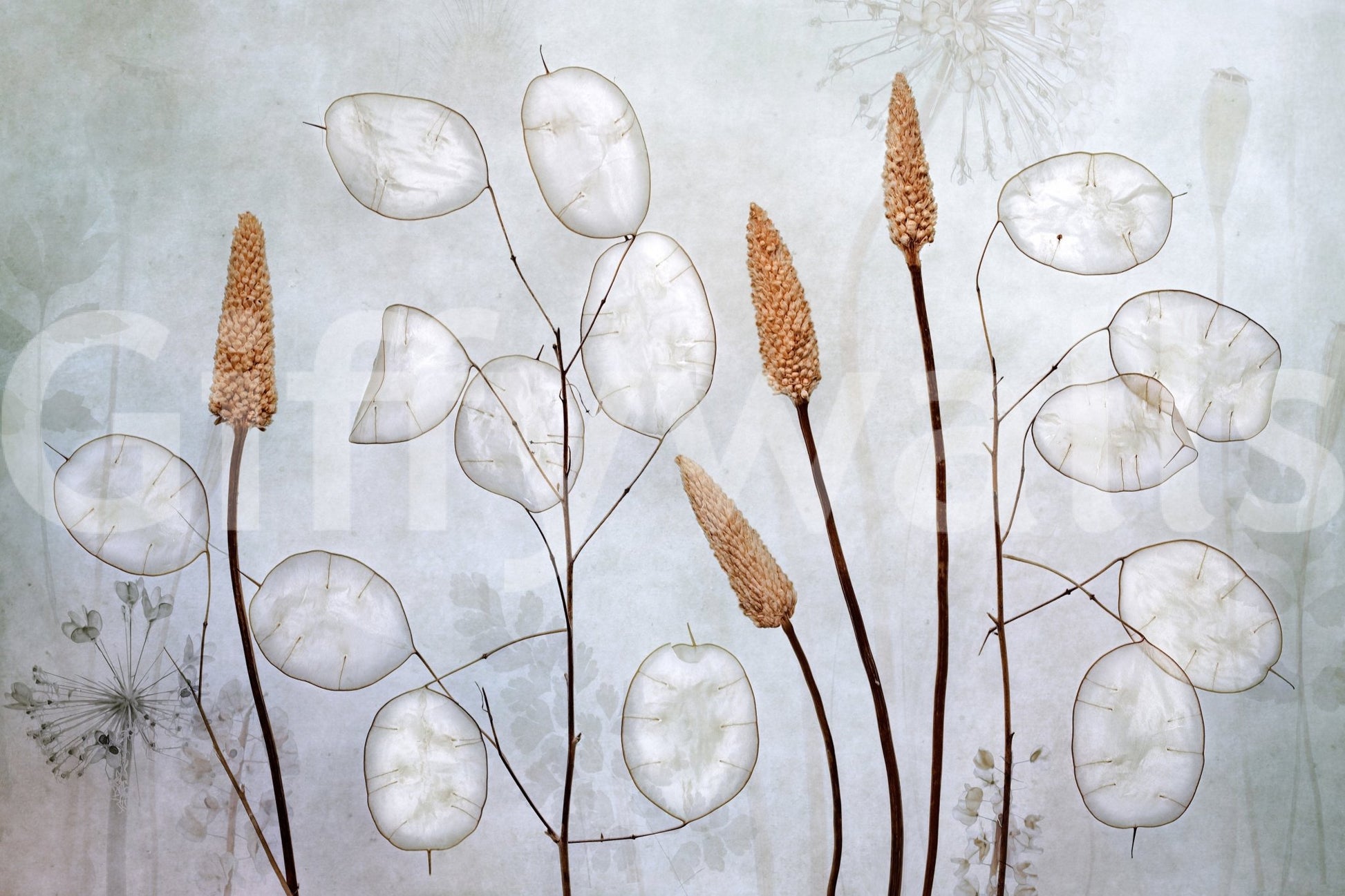 A high-quality serene leaf wall mural for walls., GD5262