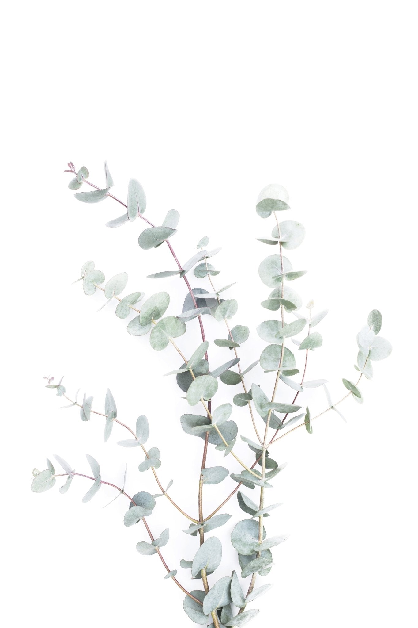 Modern botanical mural with detailed leafy textures

