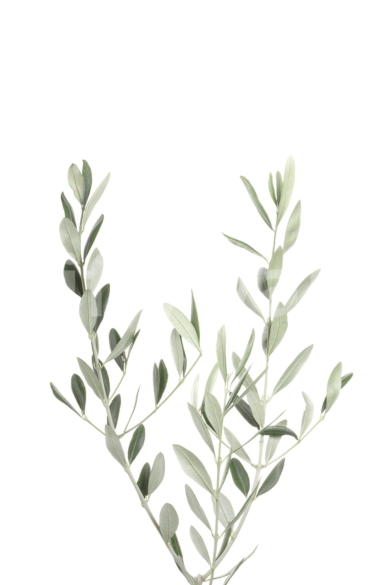 Refresh your room with the Botanical III wall mural

