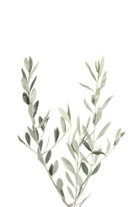 Refresh your room with the Botanical III wall mural

