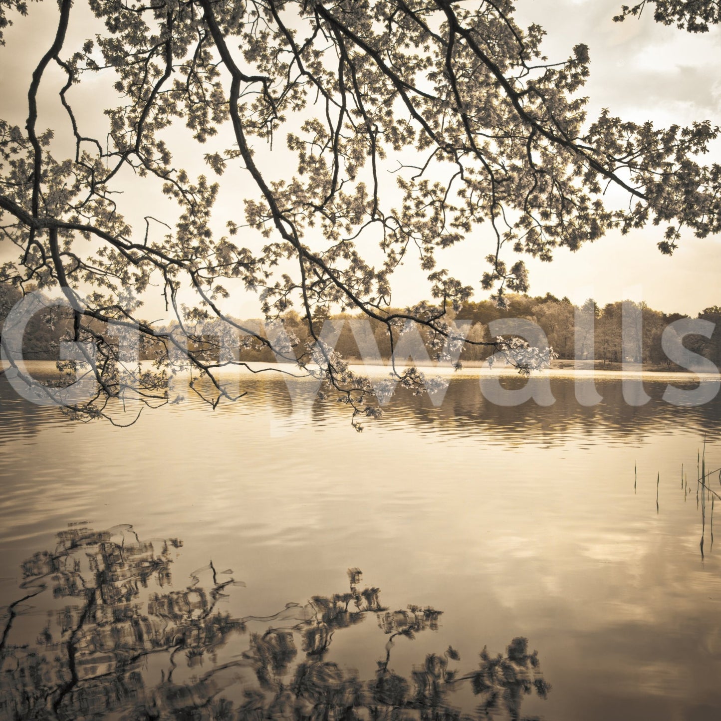 Sepia lake scene in Branches Above Lake Wall Mural with soft branch silhouettes