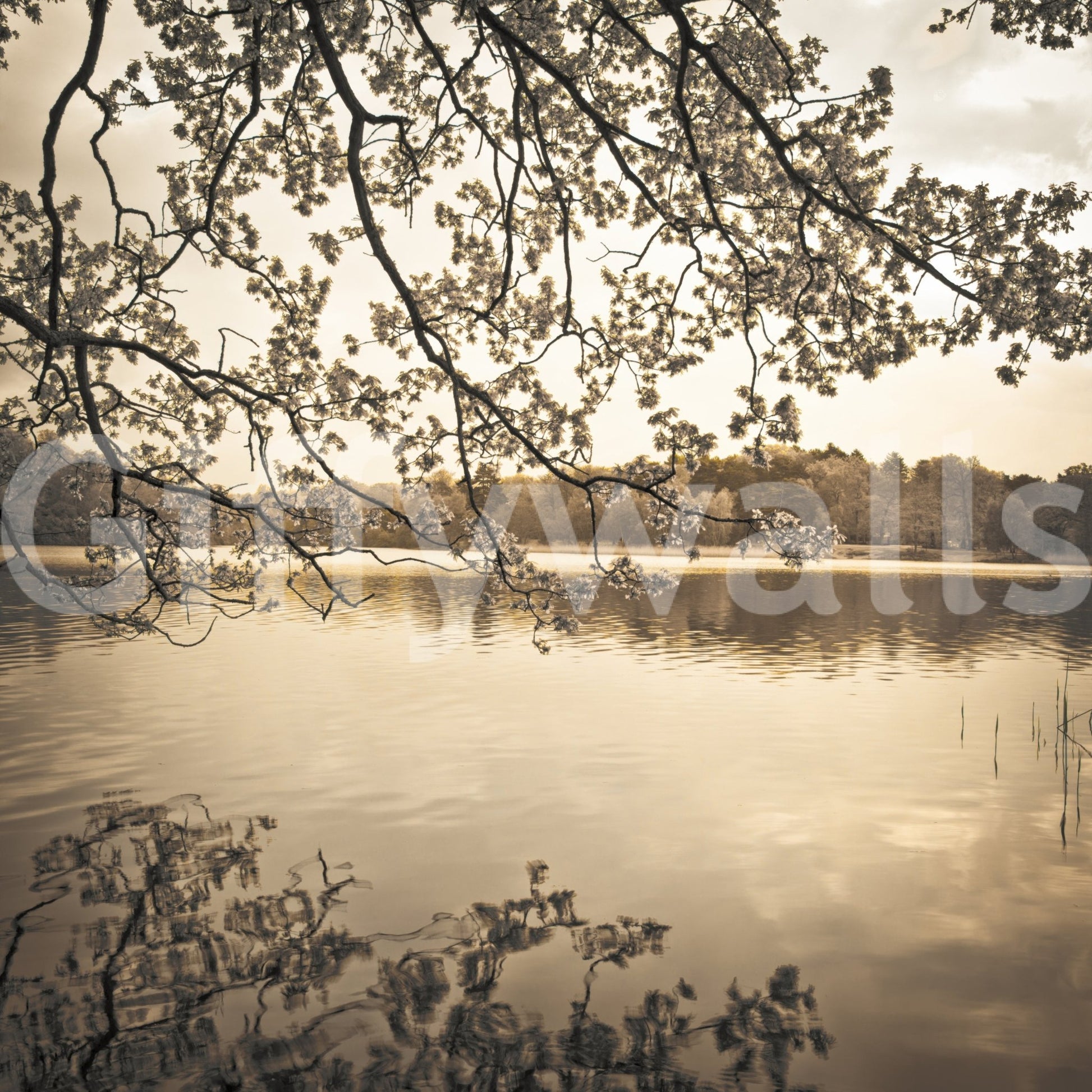 Sepia lake scene in Branches Above Lake Wall Mural with soft branch silhouettes