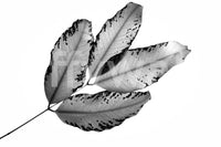 Sculptural leaf silhouette on Branches and Leaves Wall Mural GD4891
