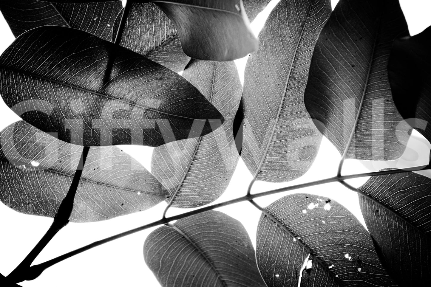 Branches and Leaves, 2016, 3 Wall Mural