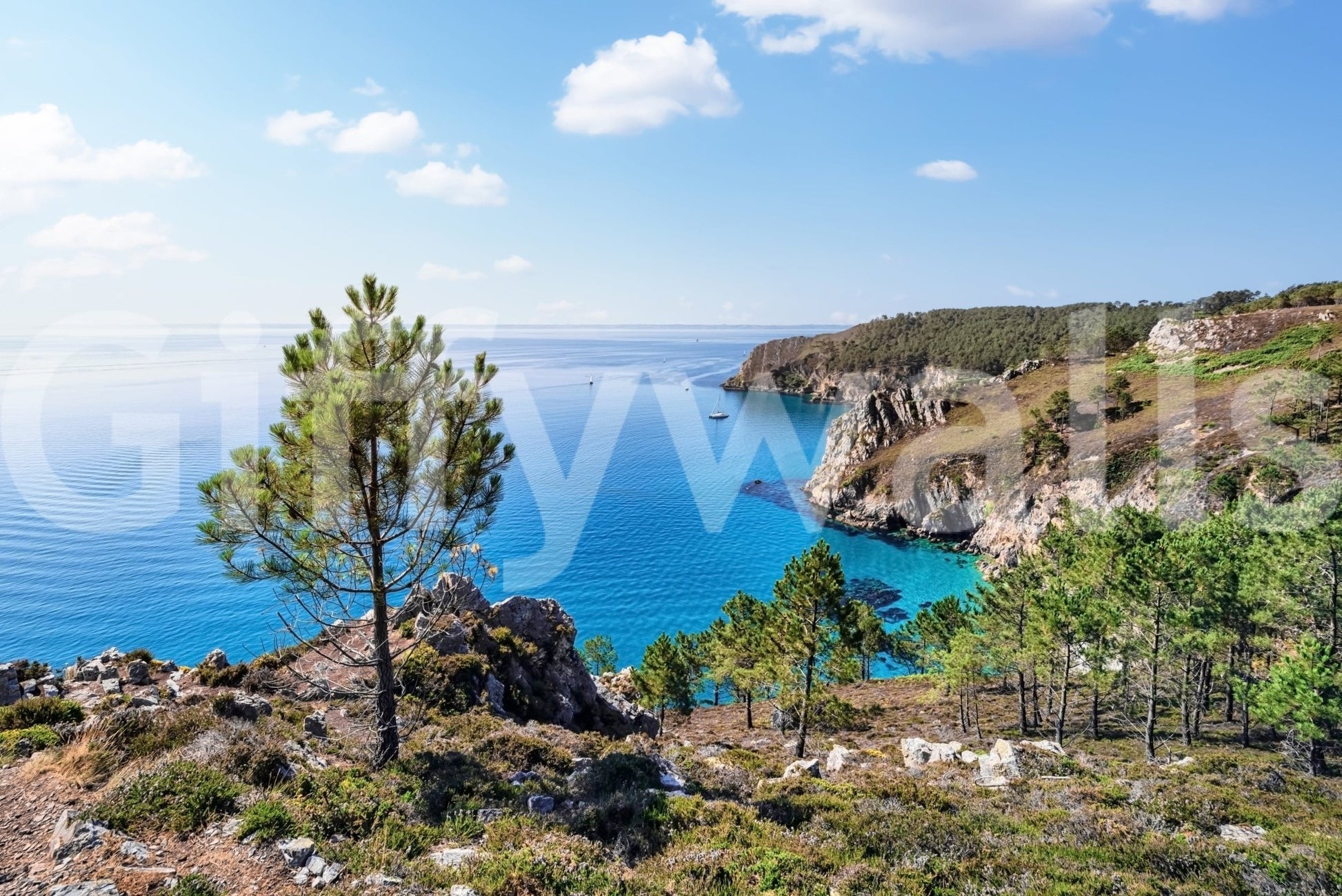 Brittany Vista wall mural with rocky coast, pine trees, and clear blue sea horizon