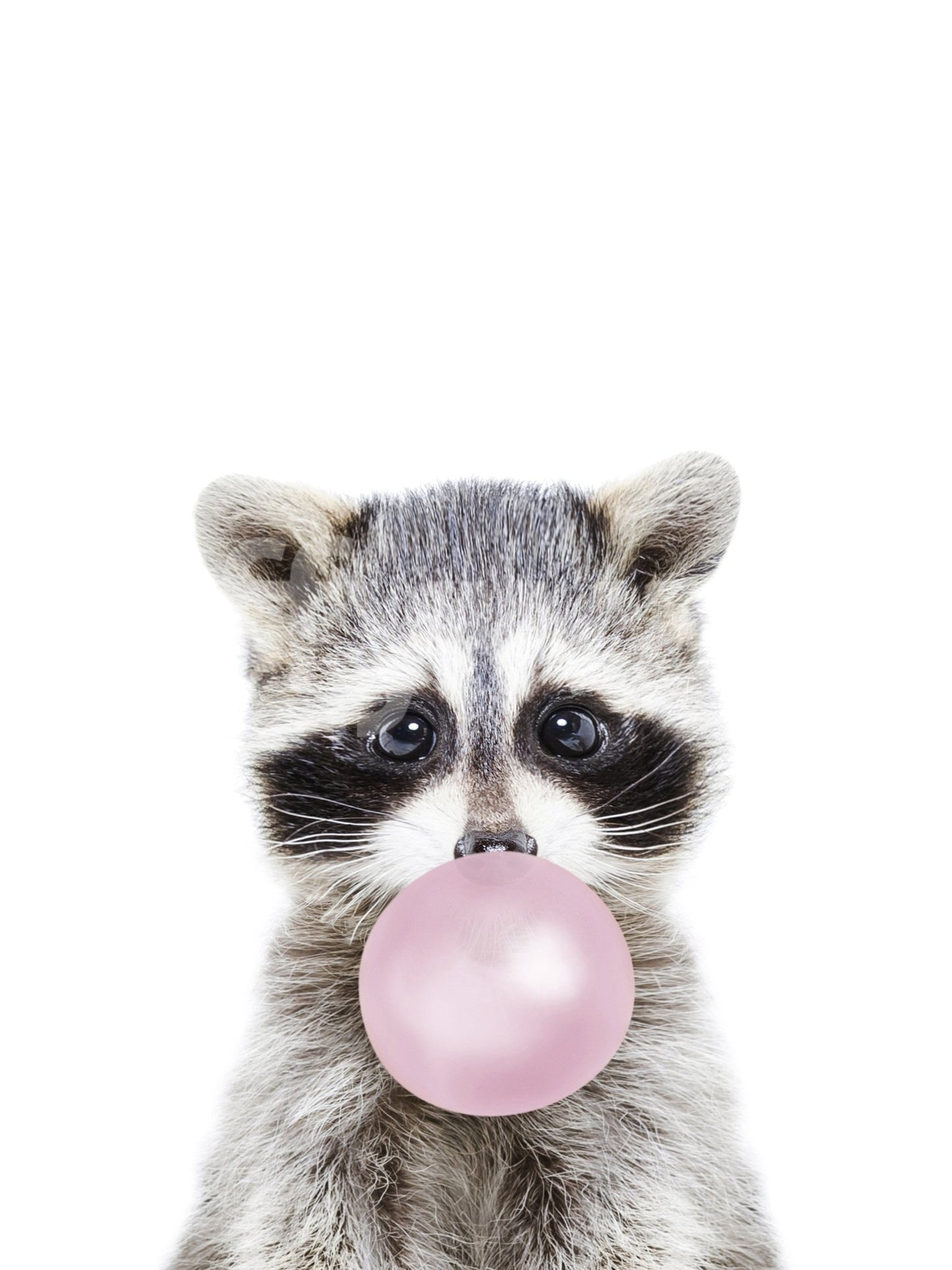 Exciting bubble gum raccoon wall mural for youthful decor.

