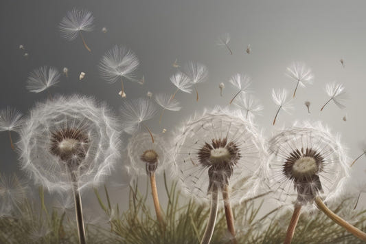 Dandelion Drifts Wallpaper Mural