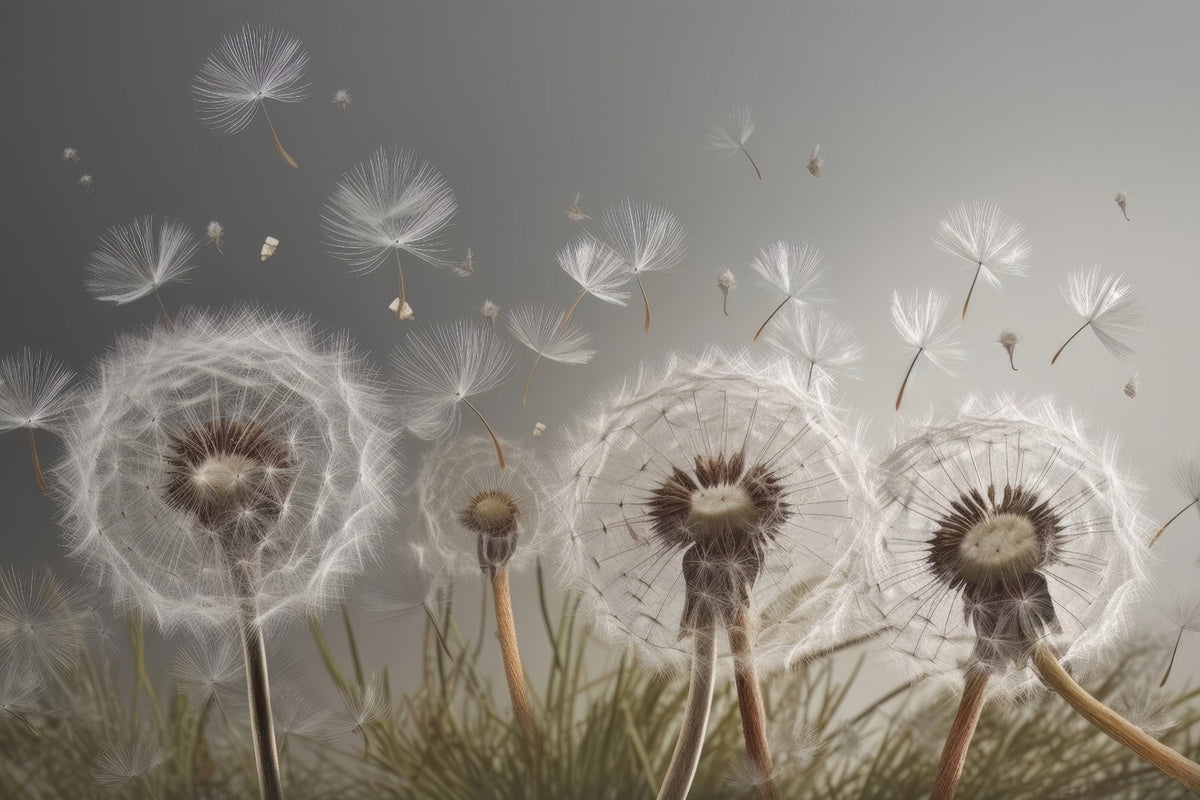 Dandelion Drifts Wallpaper Mural in your room — zoomed