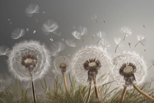 Dandelion Drifts Wallpaper Mural