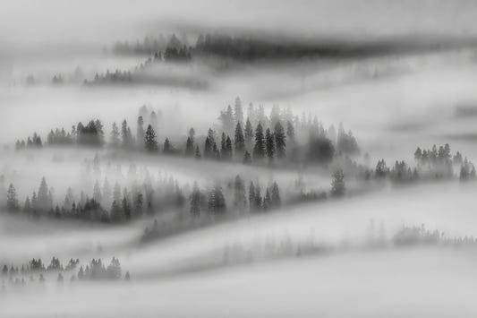 Black White Foggy Forest Wallpaper