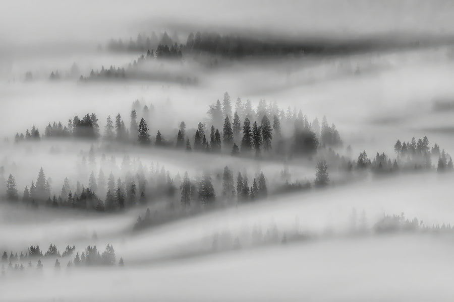 Black White Foggy Forest Wallpaper in your room — zoomed