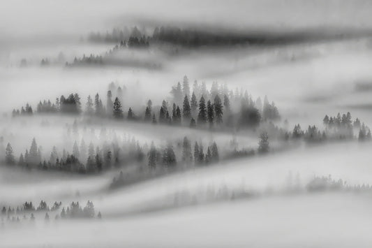 Black White Foggy Forest Wallpaper