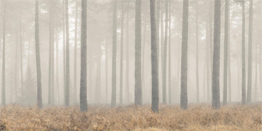 Misty Pines Serenity Wallpaper