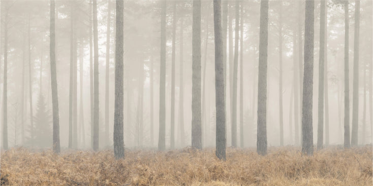 Misty Pines Serenity Wallpaper