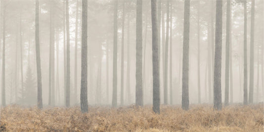 Misty Pines Serenity Wallpaper