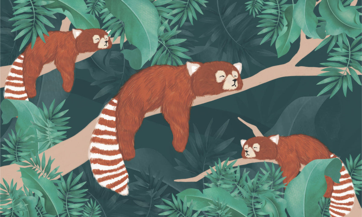 Red Panda Wallpaper in your room — zoomed