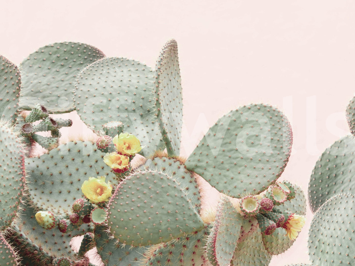 Serene cactus blossom mural perfect for modern interiors

