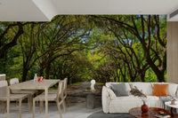 Spanish moss draped oak trees
