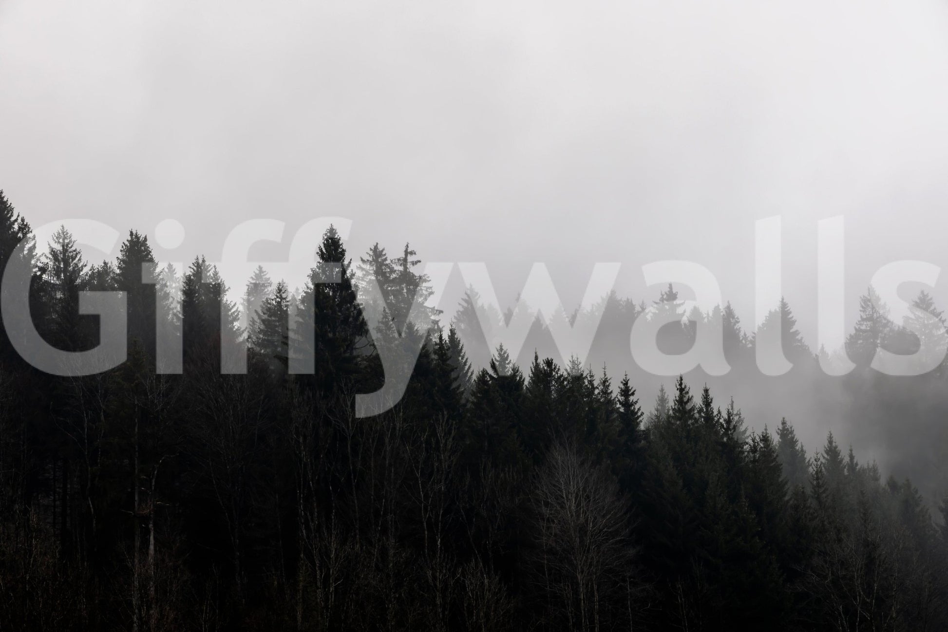 Hazy gloom over canyon trees wallpaper featuring Canyon Woodland Haze theme.