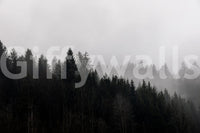 Hazy gloom over canyon trees wallpaper featuring Canyon Woodland Haze theme.