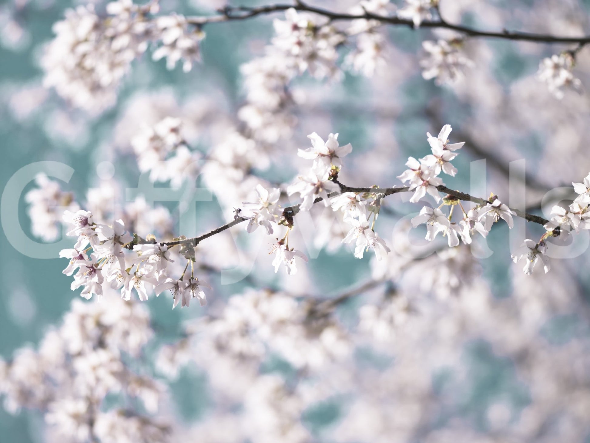 Blooming branch close-up in Cherry Bloom Serenity mural, GD8743